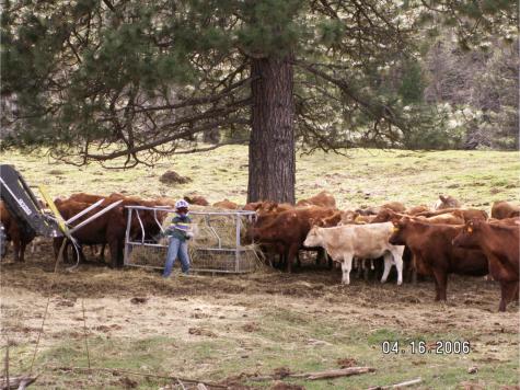 Small boy feeding cows grass hay
